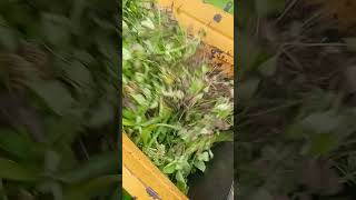 Moong threshing #moong #multicropthresher #farmer #trending #viralvideo #yuotubeshorts #agriculture