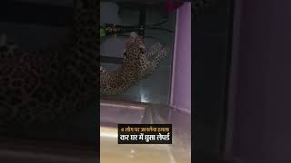 Leopard at Kota City Mahaveer Nagar Video See on Danik Bhaskar #kotalive #video #kota #fun #viral