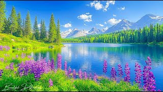 Beautiful Relaxing Music to Reduce Stress - Meditation Music, Sleep Music, Healing Music, Calm Music