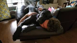 Great Dane Shows Gentle Giant can be a Misnomer