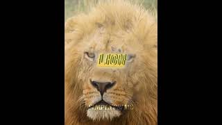 Lion VS Human #fyp #viral #edits #vs #lion #human