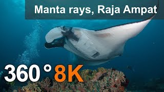 Diving with Manta Ray, Raja Ampat.  8K underwater 360 video