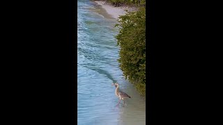 Grey Heron at Maldives Gorgeous relaxing beach