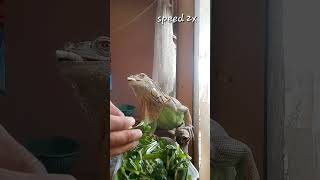 Iguana Lunch.. #iguana #iguanalovers #lizard #reptil #iguanamakan #makananiguana #iguanas #shorts