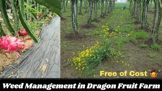 Weed Management in our Dragon Fruit Farm| How to control the weeds in Dragon Fruit Farm