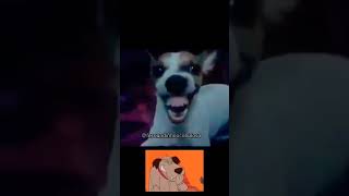 quando o cão está sozinho em casa #comedia #engraçado #memes #cachorro