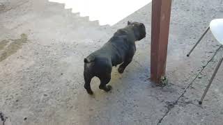 rochely #americanbully  do #micro já no cio em breve temos novidades