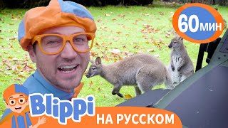 Песня про Дикую Природу | Обучающие песни для детей | Blippi Russian