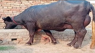 Top Class Neeli Ravi Buffalo For Sale In Pakistan On Youtube 7/9/2024