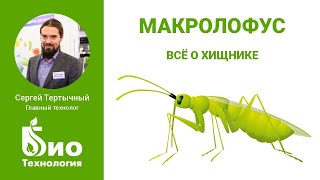 Подробно о Макролофусе. Способы внесения, особенности питания, правила приемки и подсчета энтомофага