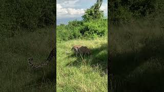 What is it that the leopard is eating? Keep a close eye. #nature #animal #leopard