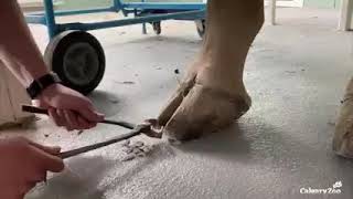 Bull Masai Giraffe 'Nabo' Gets a Toe Trim