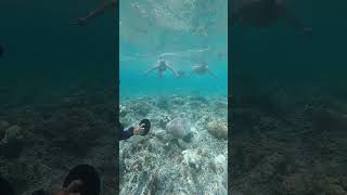 Snorkeling Trips 3 islands ,freedive to make more closer with Turtle, it's so nice