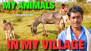 My Two Animals in Village Life | Village Animals Info