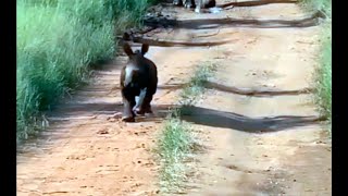 MUNDO ANIMAL: ¿Es un conejo? ¿Es una liebre? Nooo1. Es un bebé rinoceronte jugando con unos turistas