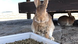 Rabbit stiffens when it notices humans