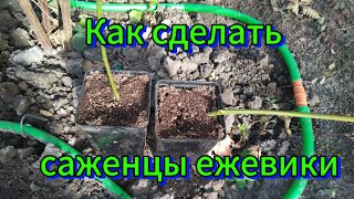 Как сделать саженцы ежевики🌿