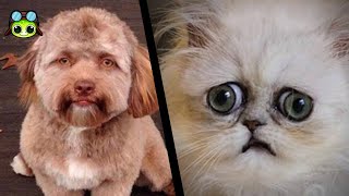 10 Videos De Gatos y Perros Actuando De Forma Perturbadora