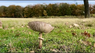 Autumnal Halloween Hike | Exloo, Drenthe | 10km circular trail | Hiking The Netherlands | Roaming