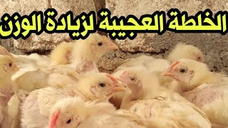 الخلطة السحرية اللي كبرت معايا الفراخ البيضاء وخلت يومها بعشرة هتخلي فراخك خيال و....