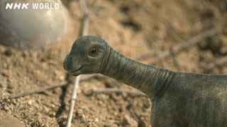 Baby Tambatitanis vs Tyrannosaurus - DINOSAURS