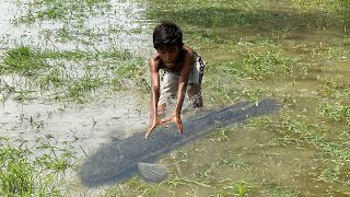 Big Size Shole Fish Catching By Little Boy At Native Village | Costal Area Fishing