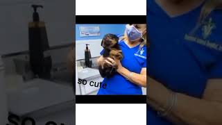 puppy with vet #animals #shorts #beautiful #love #cute #loveanimals #puppy #dog