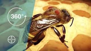 Varroa Mites: A Danger to Bees | 360° Video