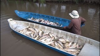 Bắt cá khủng lâu năm ở kiên giang cá phải chở bằng xuồng | Catch fish in vietnam