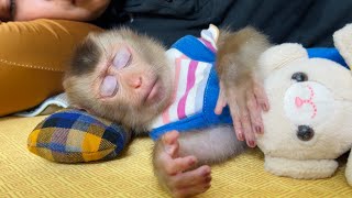 Mom prepared a special breakfast for baby monkey Tina before leaving.