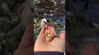 chickadees on my hand