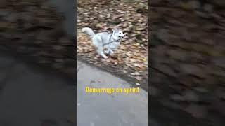 #shorts  #husky démarrage en sprint lors d'une balade