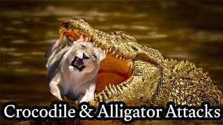 Corcodile & Alligator Breath Taking Attacks.