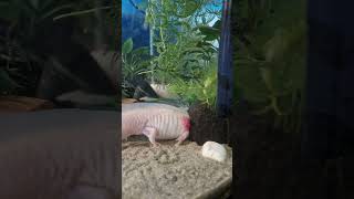 Роза любит сидеть в кокосе🔥 #аквариум #axolotl #аксолотль