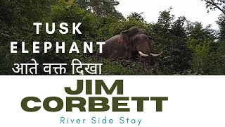 Jim Corbett Night Stay |🐘 #wild  Animal Spot |1st video of new year 2022 |   #youtube #family #2022