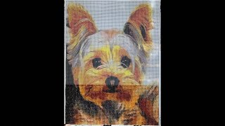 Yorkie diamond painting, and chat ￼