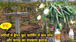 Winter Season Slow Growth and Fungus issue Complete solution in Dragon Fruit Farming 👍