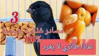 كيف تجعل الكناري يغرد تقديم ثلاث مصادر غذائية جد مفيدة 100%