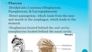 P6 Respiratory System