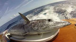 Wahoo Catch and "Boom" Magic Fillet ! Bahamas Fishing #wahoo