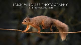 Irish Wildlife Hide - Pine Martin and Red Squirrel