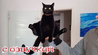 Приколы с котами! СМЕШНЫЕ КОТЫ С ОЗВУЧКОЙ! Приколы с животными 2024!