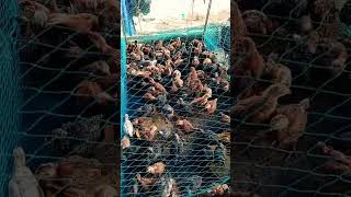 Desi chicken farming ......