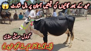 Today Milking Cows Prices On Gondal Maweshi Mandi By My Life Channel