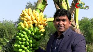 নিরাপদ বিষমুক্ত ফল  যেভাবে পাবেন (Banana bagging)