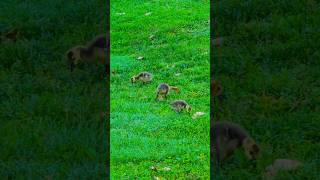 Goslings Eating Grass! #goslings #goose #geese #babyanimals #shorts #shortfeed #cute #awh