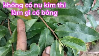 thời điểm này cây chưa có nụ kim thì cần làm gì và tưới gì để cây lên nụ