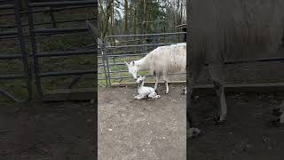 Newborn llama with mom #llama #shorts #babyanimals