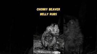 Chonky Beaver Belly Rubs #shorts