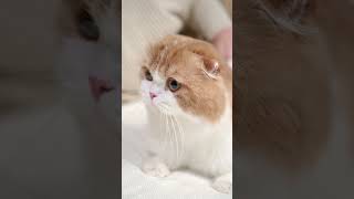 Funny Cats Video 😀3 #shorts #funnycats